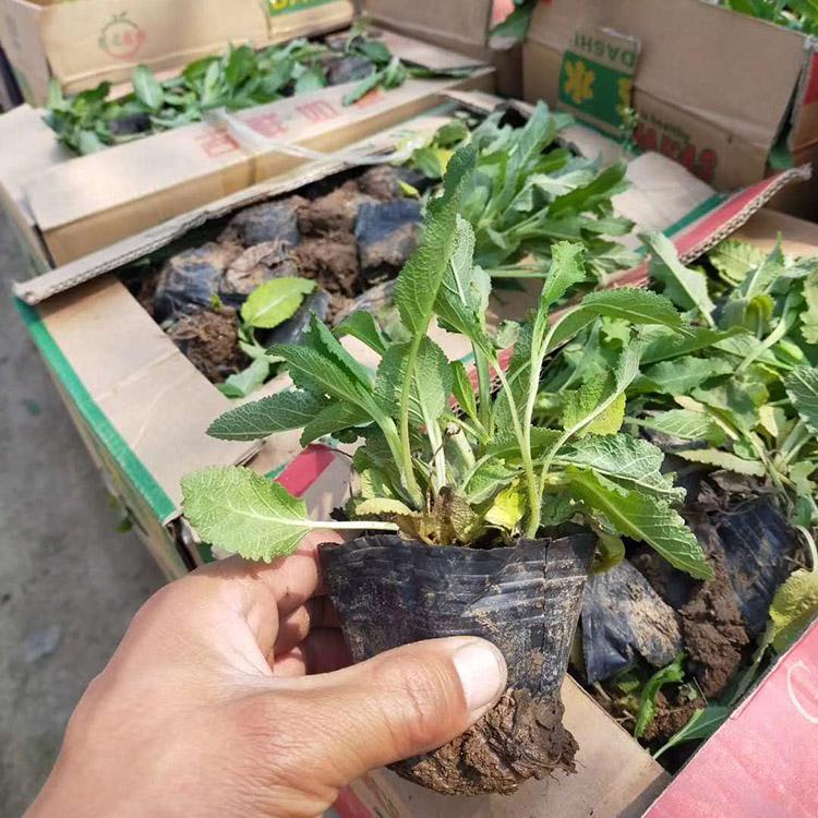 鼠尾草报价 地被鼠尾草供应 青州地被鼠尾草基地