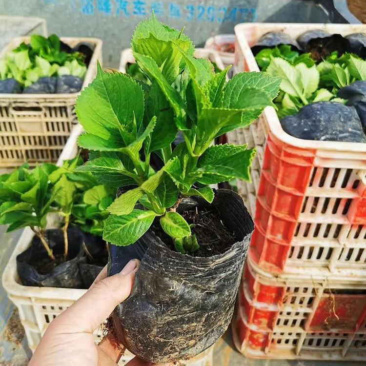 木绣球批发商【推荐】森木花卉 有名气的木绣球种植基地