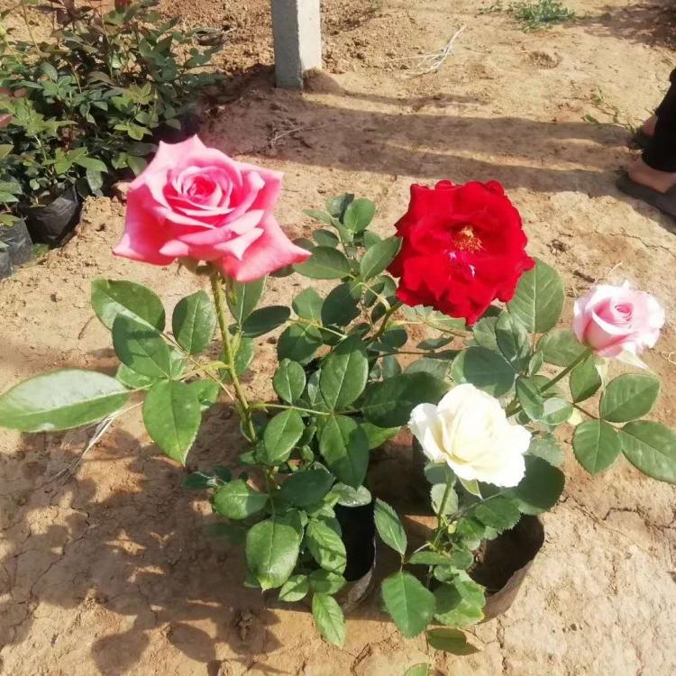 月季 梓熙花卉 月季基地 丰花月季