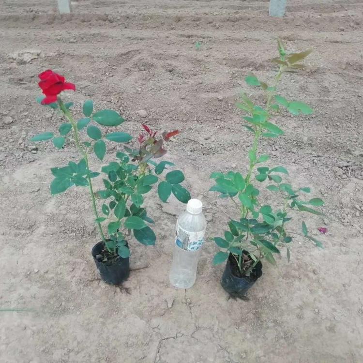 月季批发 月季基地 月季 梓熙花卉