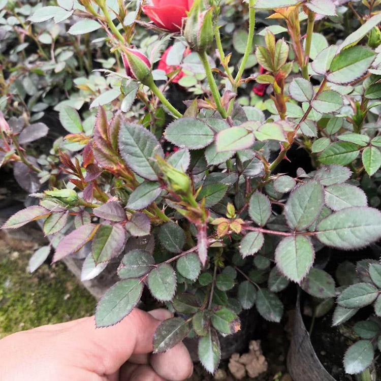微型月季种植基地 山东微型月季报价 森木花卉销售微型月季