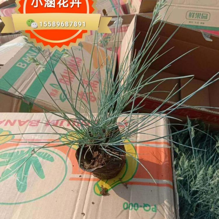 蓝羊茅基地 蓝羊茅价格 蓝羊茅供应商