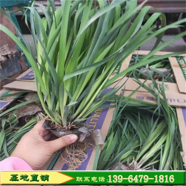 马兰花盆栽苗种植基地 马蔺工程苗 马莲绿化苗批发