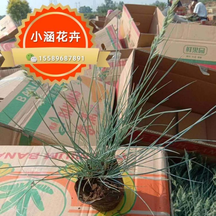 蓝羊茅基地供应 蓝羊茅报价 蓝羊茅价格