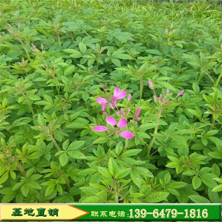 醉蝶花营养杯苗价格 山东青州宿根花卉苗木 时令草花醉蝶花盆栽
