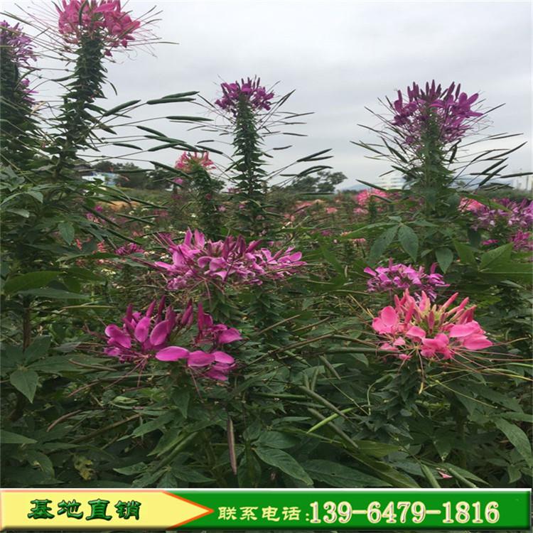 批发供应草花种子 醉蝶花种子 四季易种花海景观花籽