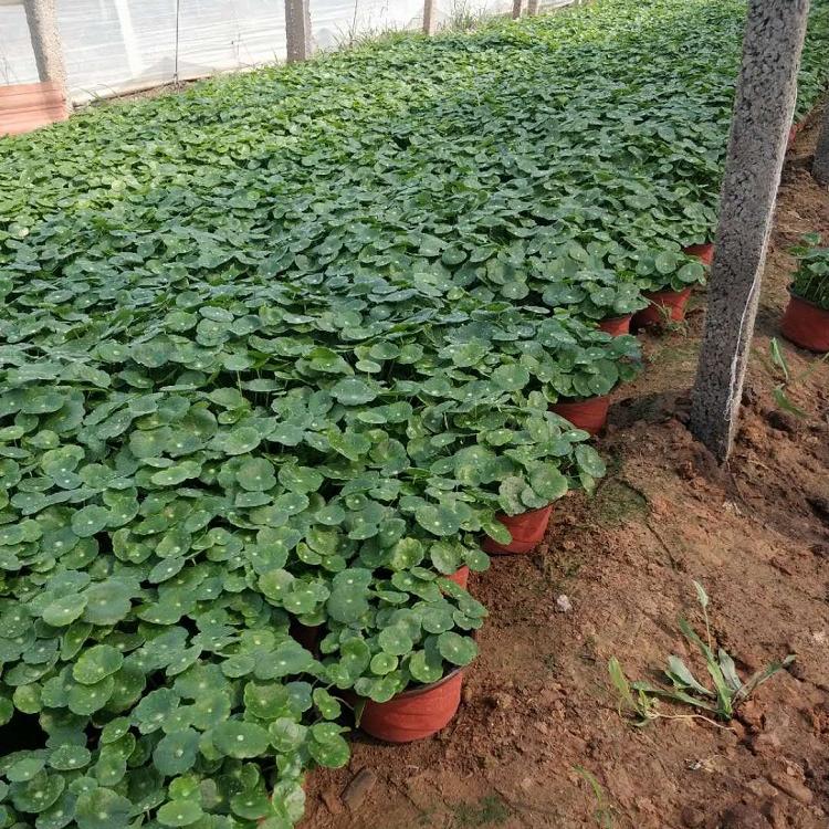 铜钱草批发商 铜钱草种植基地