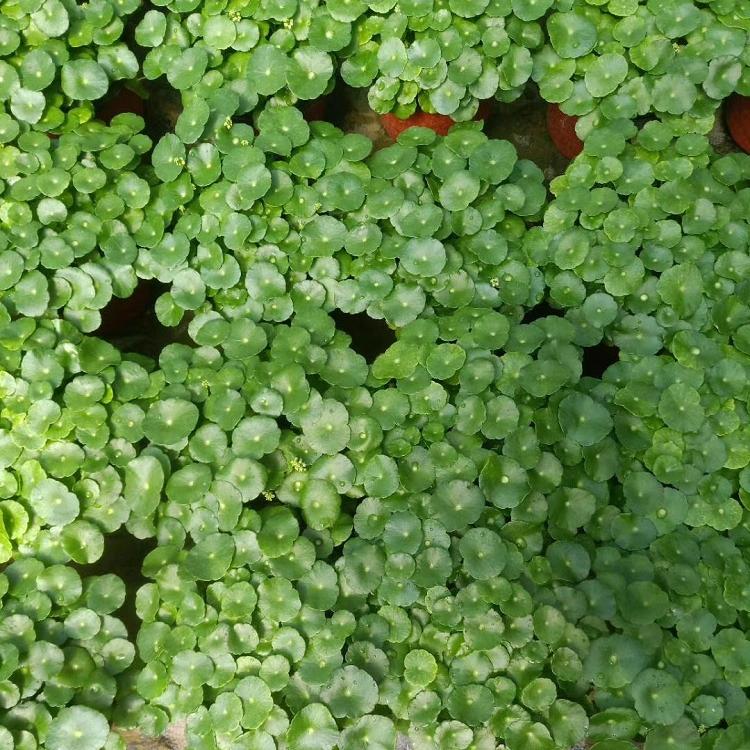 顺和铜钱草批发 水生植物铜钱草基地