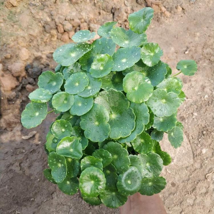 铜钱草批发 铜钱草价格