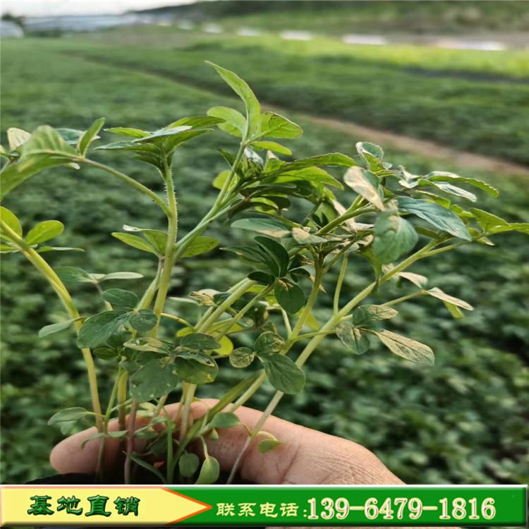 醉蝶花花海  醉蝶花营养钵苗烟花系列 大片花海设计方案