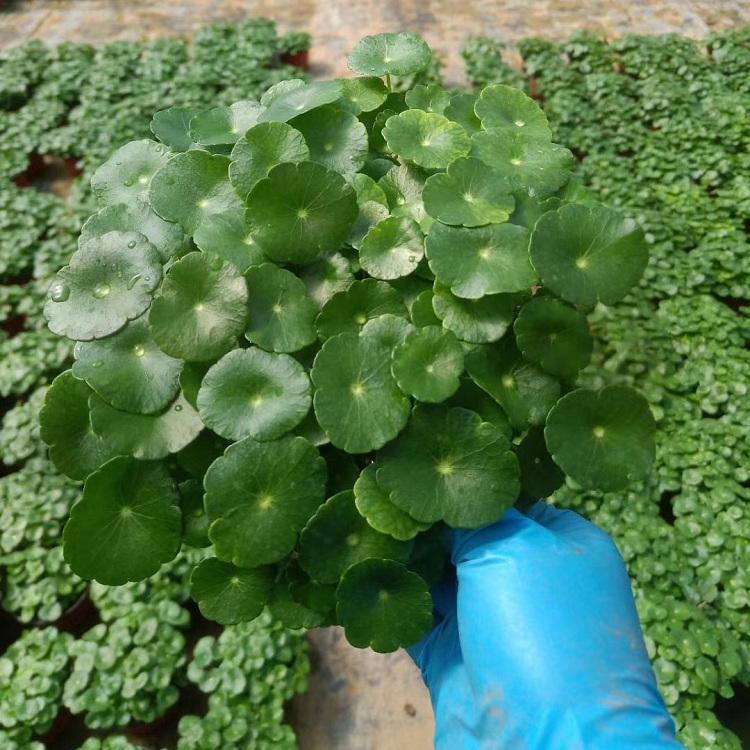 铜钱草批发价 水生植物基地