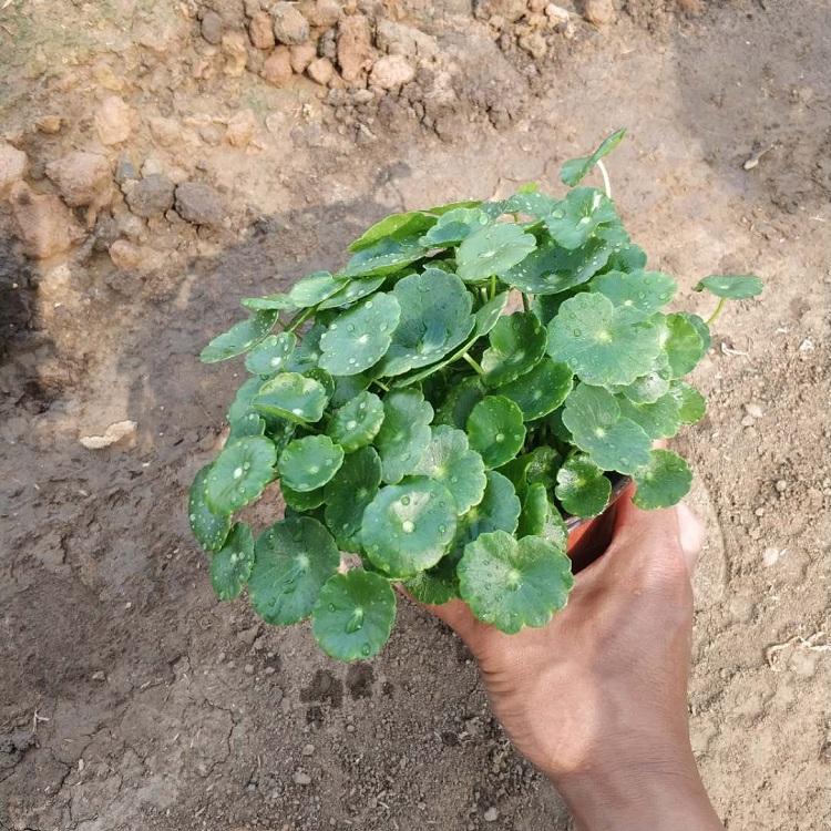 铜钱草价格 铜钱草批发基地