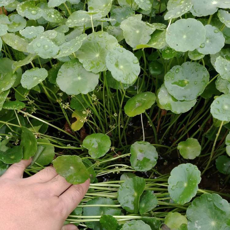 观赏铜钱草批发价格