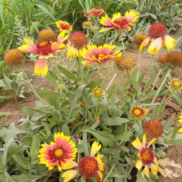黑心菊批发 黑心菊基地 黑心菊价格 优质黑心菊