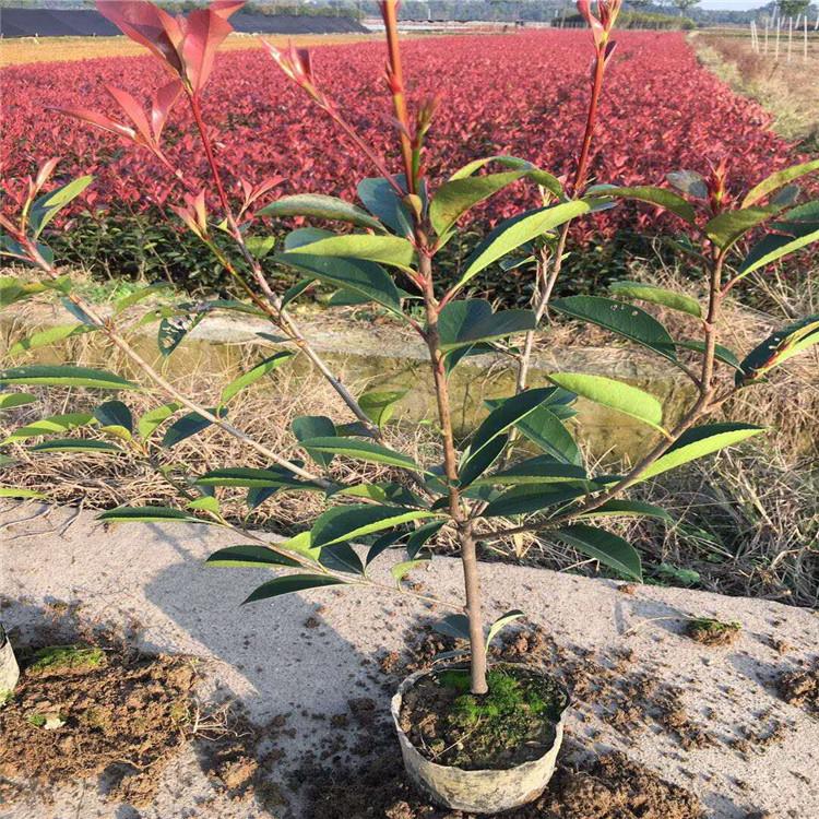 红叶石楠 红叶石楠球价格 红叶石楠杯苗基地 江瑞园艺红叶石楠苗圃直供