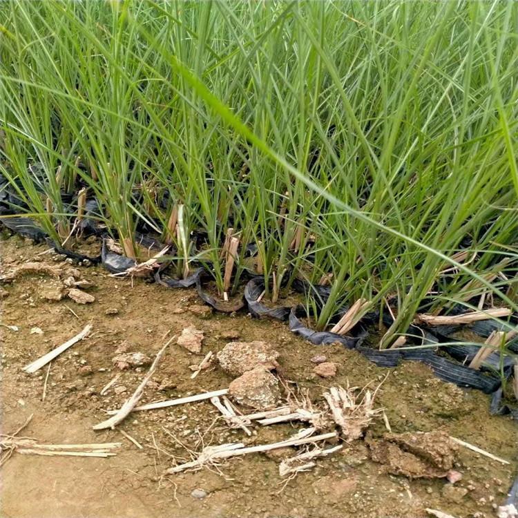 观赏草细叶芒基地  批发细叶芒价格  绿化用细叶芒 细叶芒杯苗