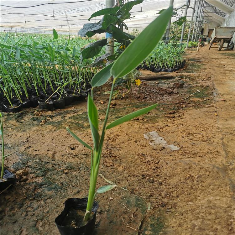 水生植物再力花   再力花杯苗   批发再力花价格
