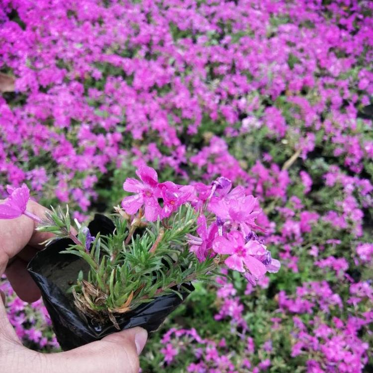 山东丛生福禄考 福禄考种植培育基地  福禄考小苗  东田花卉