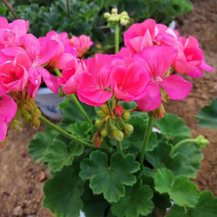 热销推荐丽格海棠  丽格海棠种植基地   海棠批发价格  东田花卉