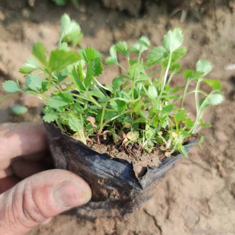 批发工程用苗 蛇莓小苗 蛇莓 五叶委陵菜基地