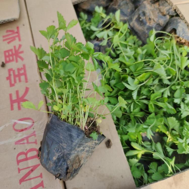 工程用苗 蛇莓小苗 蛇莓 五叶委陵菜 三叶委陵菜基地