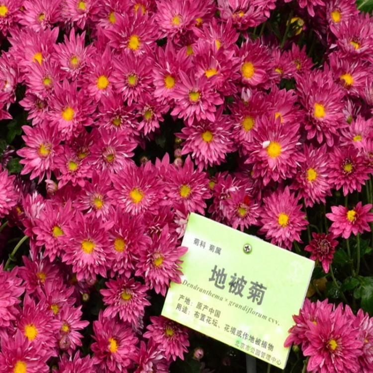 地被菊价格  地被菊基地报价  地被菊批发