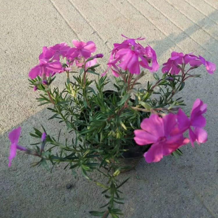 丛生福禄烤价格  芝樱价格  丛生福禄考批发