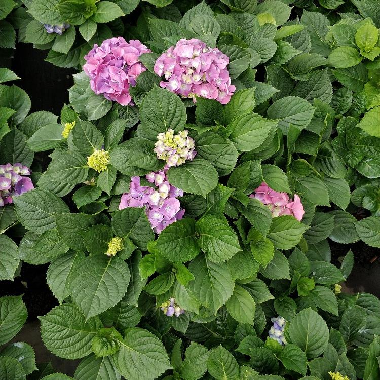 八仙花批发
