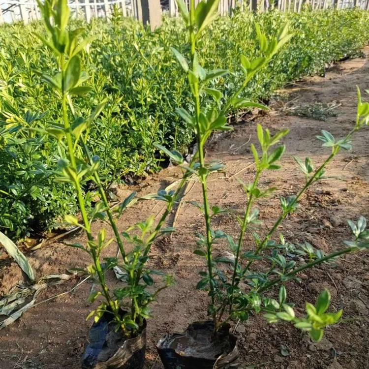 迎春直销 山东草花 迎春采购基地
