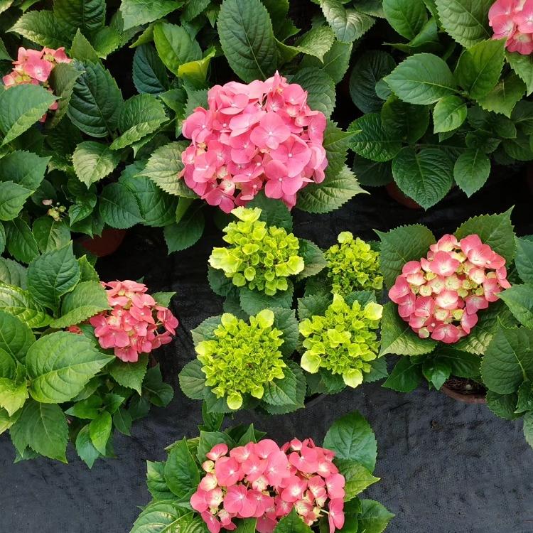 八仙花
