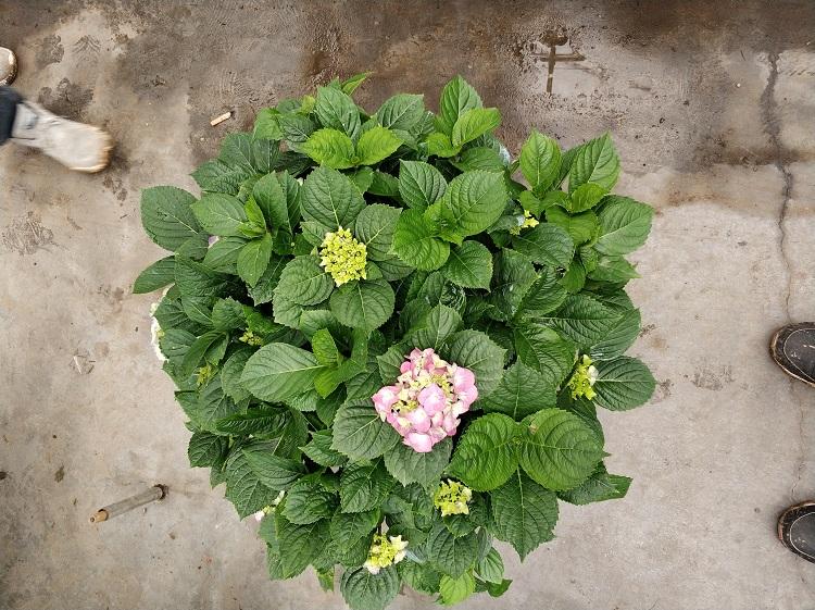八仙花价格