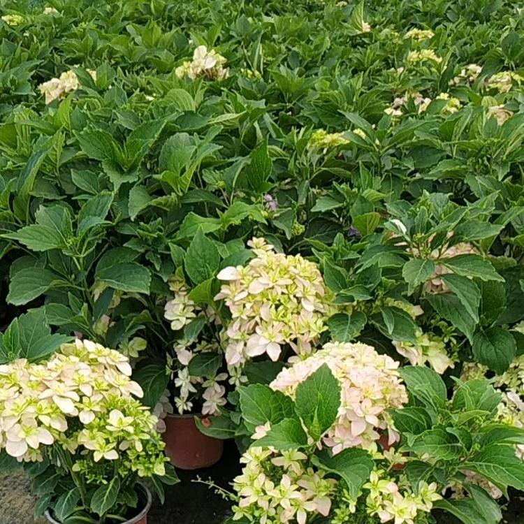 变色绣球批发 木绣球价格 无尽夏种植基地