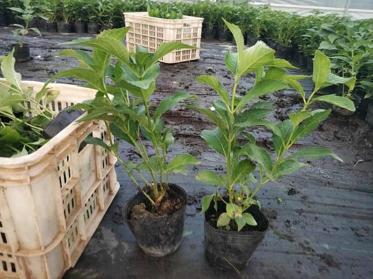 批发盆栽绣球花苗变色花 庭院绿化植物 变色八仙花