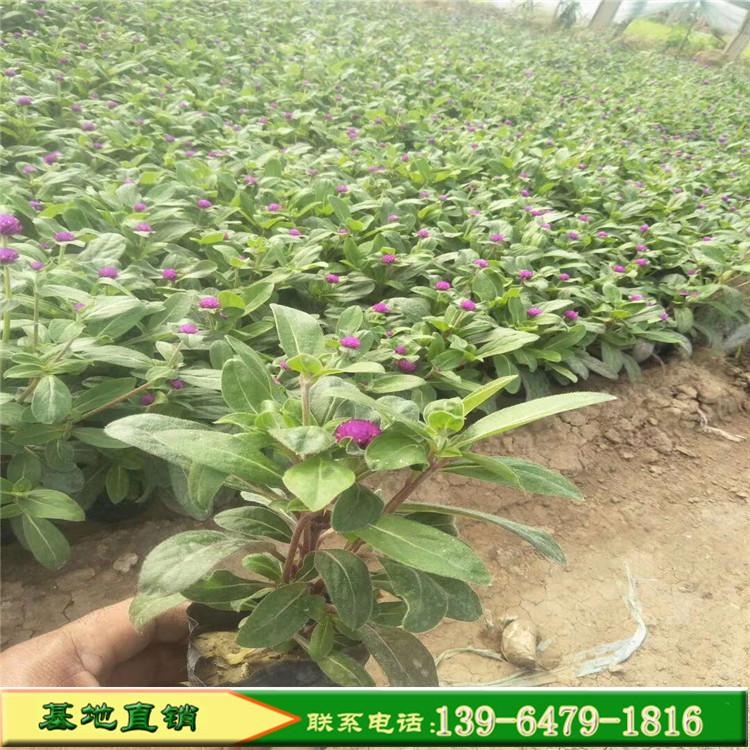 千日红批发价格 多年生千日红基地 千日红种植基地
