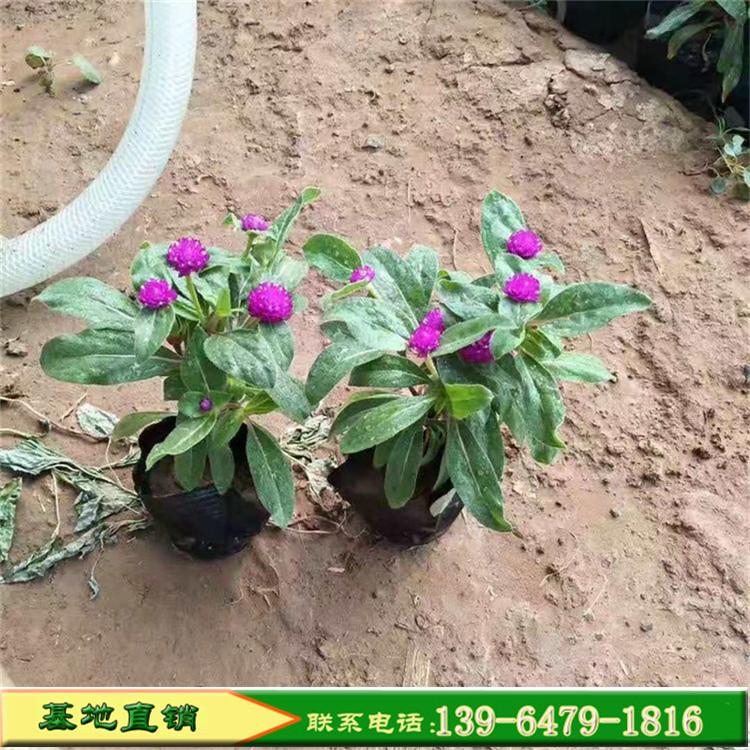 大型千日红草本花卉批发市场 花海专用花卉耐热耐旱抗病虫害千日红苗