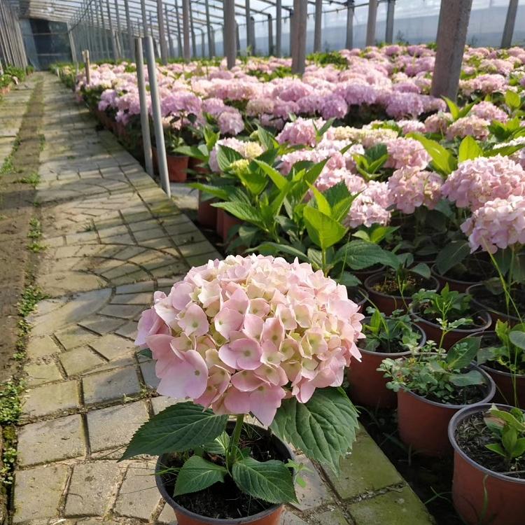 八仙花种植基地 无尽夏批发 绣球花价格 供应木绣球