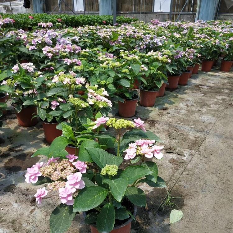 大量批发变色绣球 绣球花苗价格 八仙绣球花苗 大花绣球基地