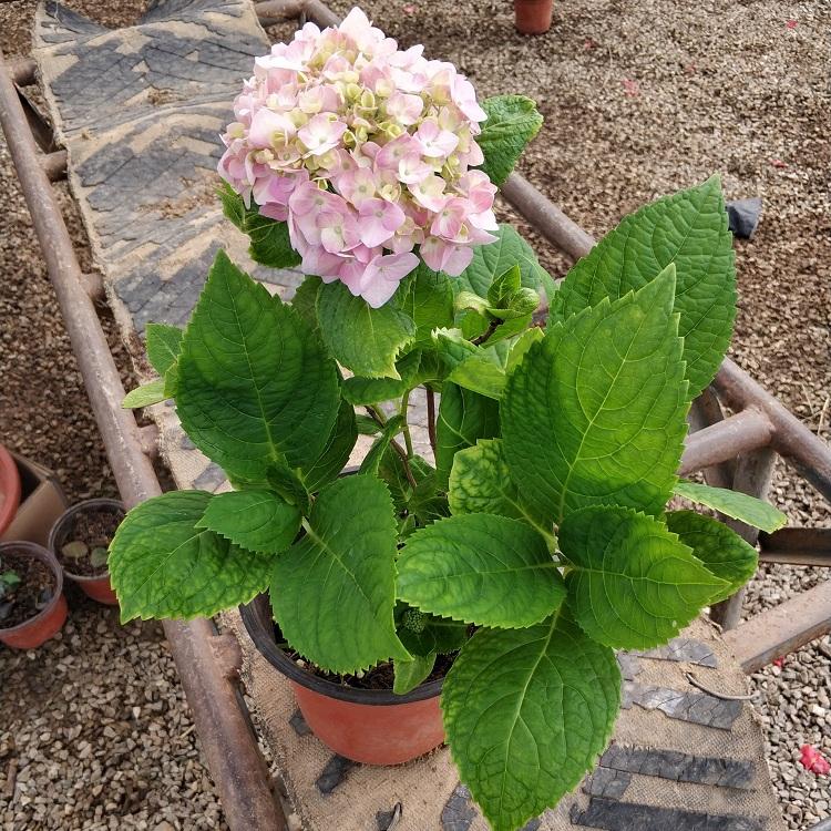 批发绣球盆栽苗 八仙绣球花苗 大花绣球 会变色的花 绣球苗