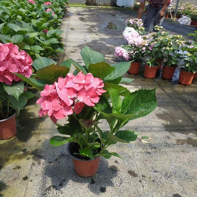 绿化用无尽夏批发 无尽夏价格 多色八仙花种植基地