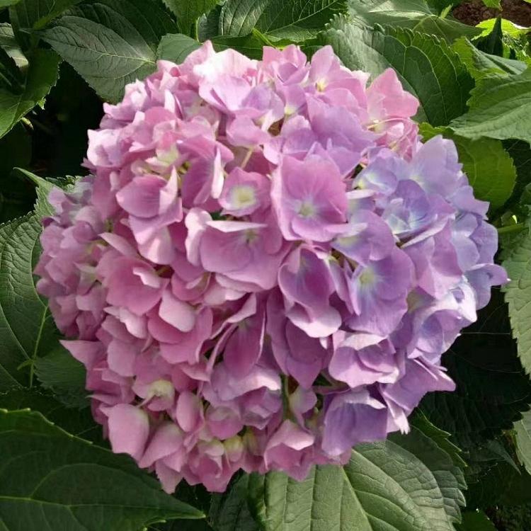 山东八仙花批发 八仙花价格 变色绣球价格