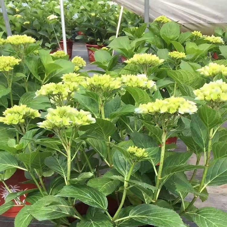 八仙花-山东八仙花基地-绿化八仙花批发