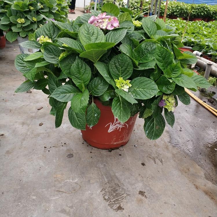 青州绣球花批发 山东八仙花价格 变色绣球种植基地