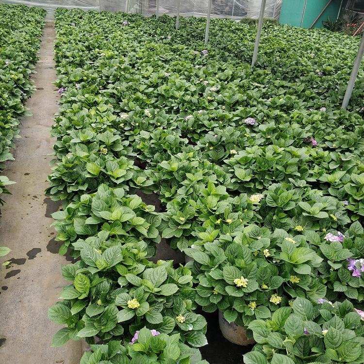 山东木绣球价格 绿化用木绣球种植基地 木绣球批发