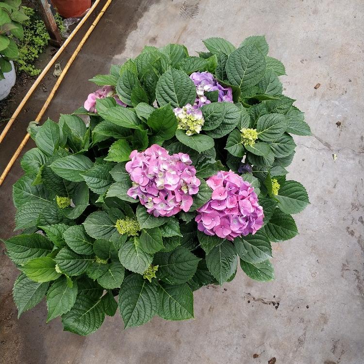 绿化八仙花批发 八仙花绣球花工程苗 批发价无尽夏八仙花