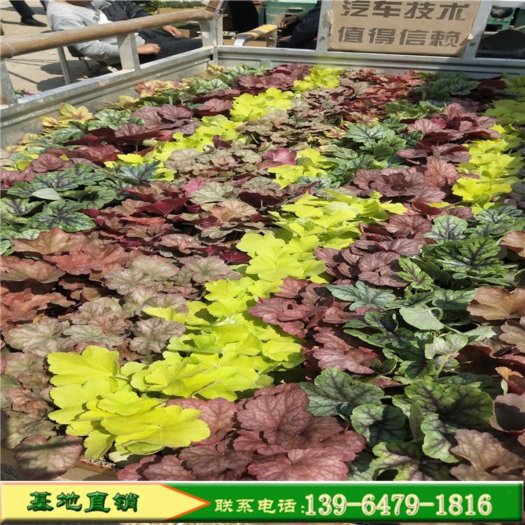 多色矾根租摆盆栽绿植 绿化耐寒抗病彩叶植物矾根花卉
