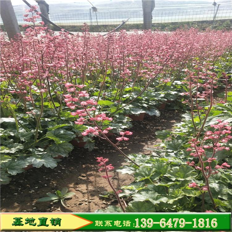 彩叶矾根 批发彩叶金秋矾根 园艺盆栽花卉公园绿化花镜