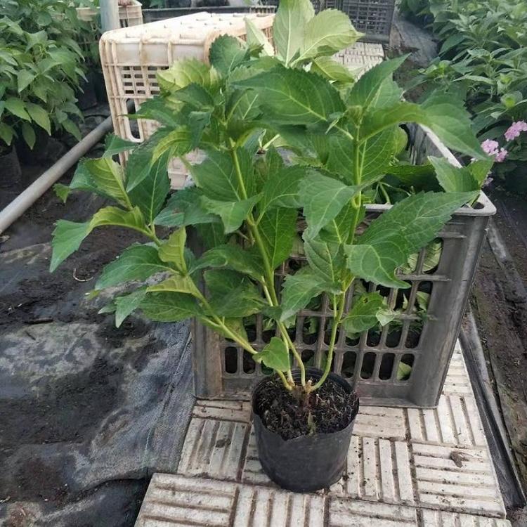 庭院绿化八仙花价格 工程造景八仙花 花镜八仙花 八仙花批发