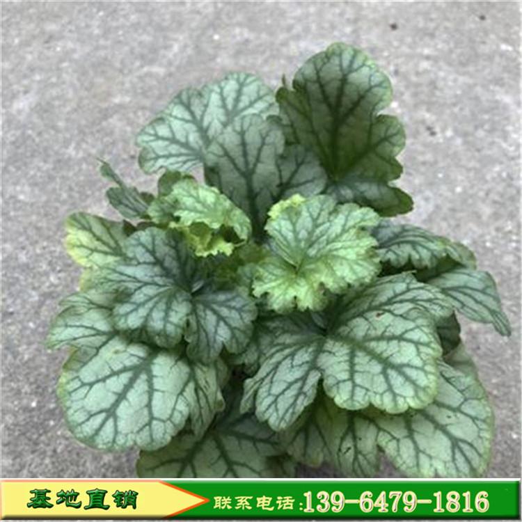 矾根观叶室外庭院植物 多年生耐寒花卉四季耐热矾根种植基地