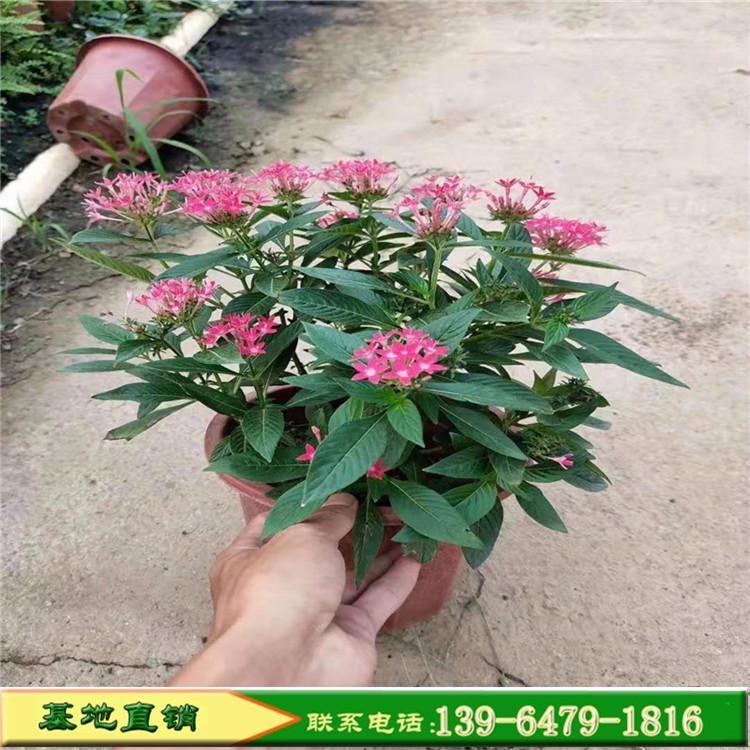 五星花租摆盆栽价格 花坛景观花苗批发 繁星花雨伞星型花卉