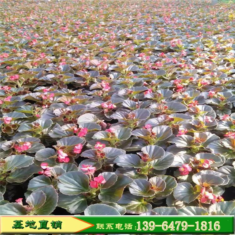 红叶四季海棠穴盘苗 绿叶四季海棠小苗 四季海棠种植基地